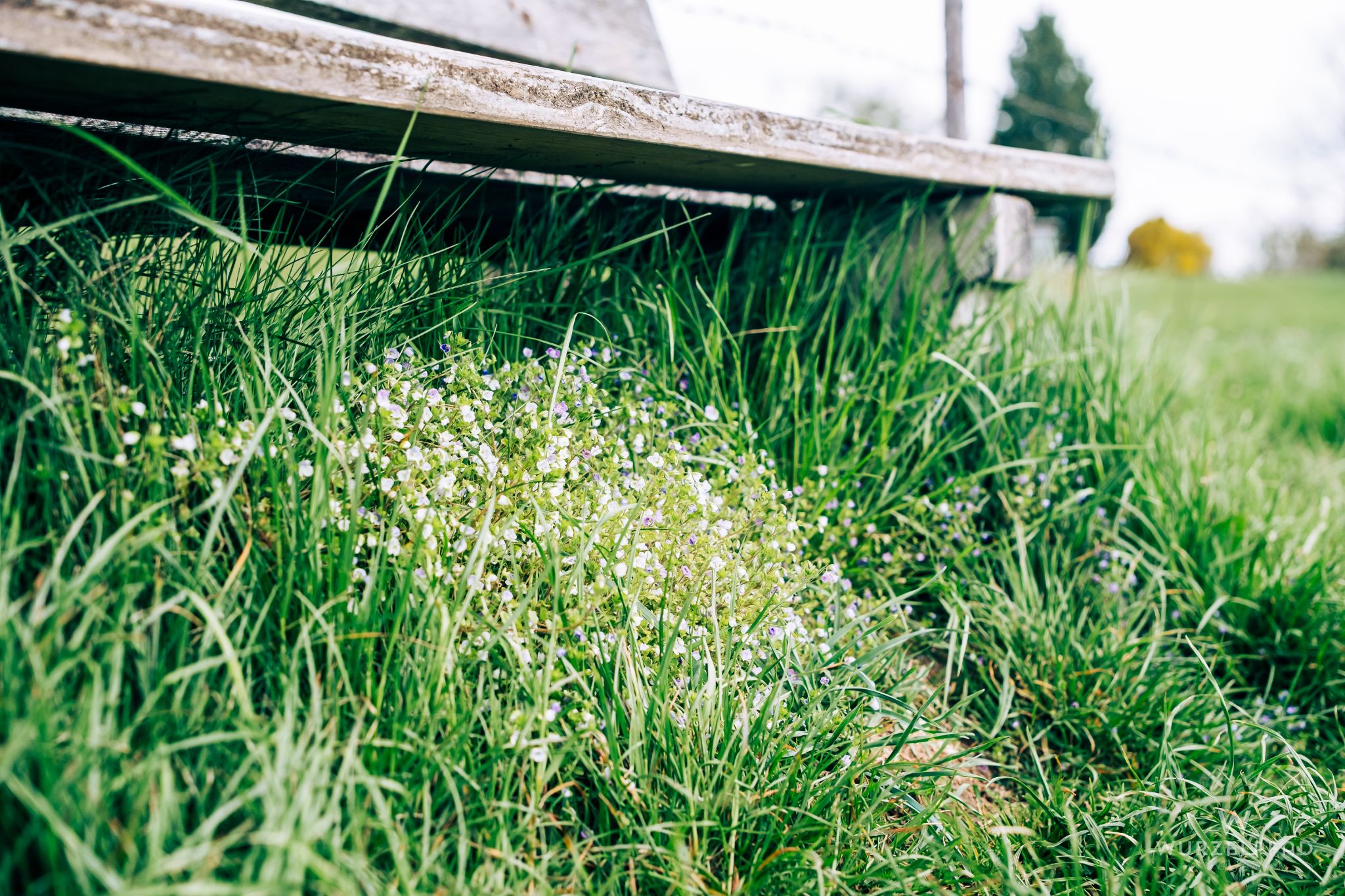 Bankerl mit Gewitterblümchen